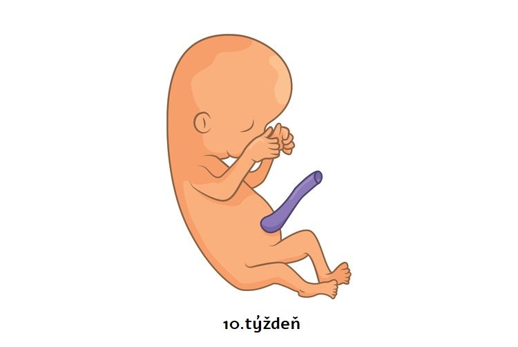 10. týždeň tehotenstva – embryo sa stáva plodom