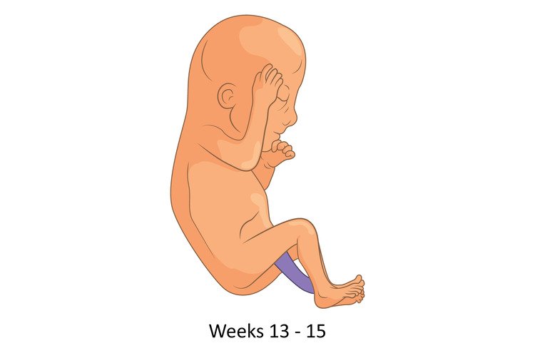 15. týždeň tehotenstva veľkosť plodu