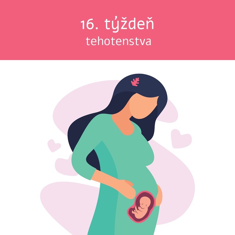 16. týždeň tehotenstva veľkosť bruška