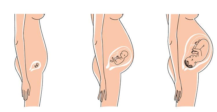 17. týždeň tehotenstva veľkosť plodu