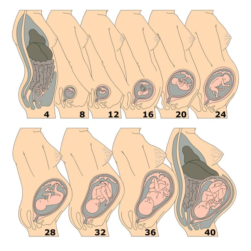 26. týždeň tehotenstva veľkosť plodu
