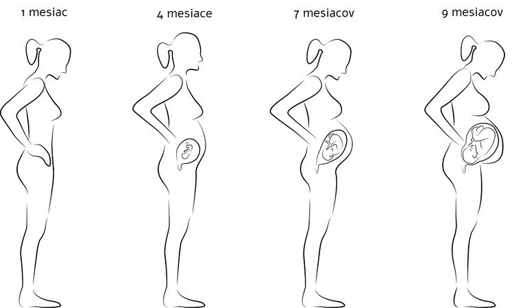1. mesiac tehotenstva veľkosť bruška