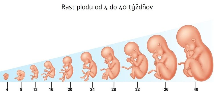 4. týždeň tehotenstva rast plodu
