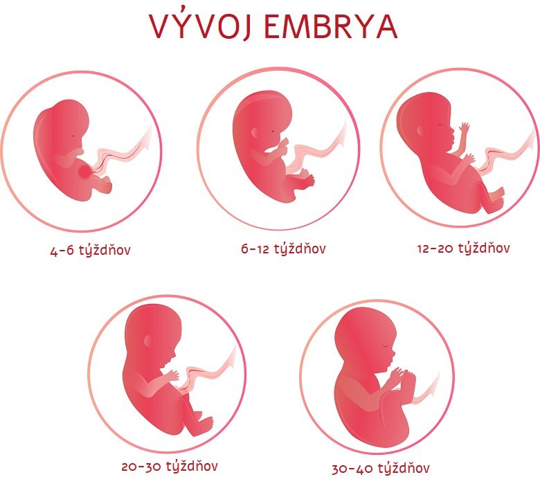 5. týždeň tehotenstva – vývoj embrya