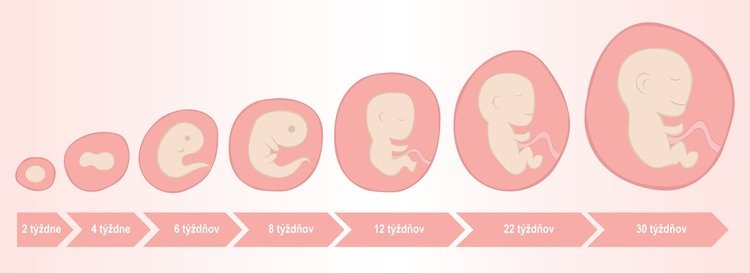 7. týždeň tehtoenstva vývoj embrya