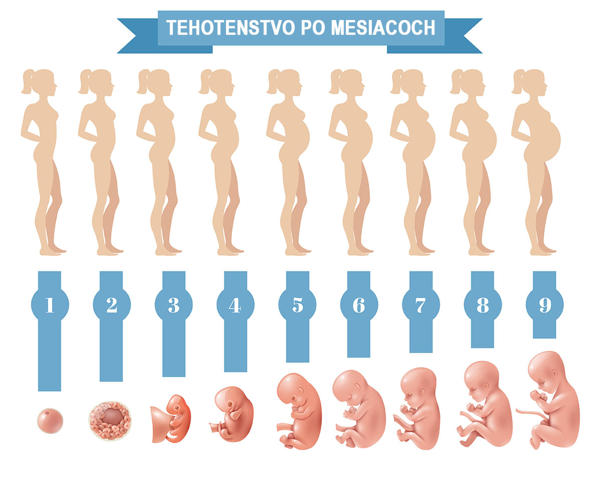 vývoj plodu v tehotenstve