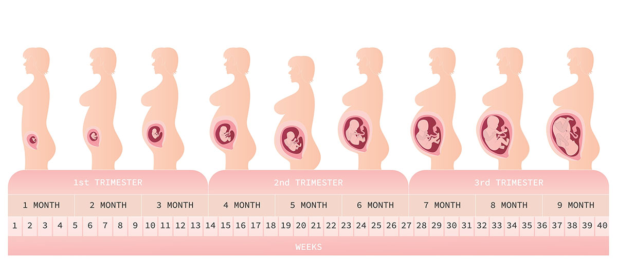 tehotenstvo - týždne a trimestre
