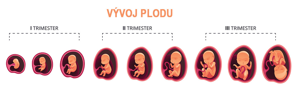 vývoj plodu po týždňoch