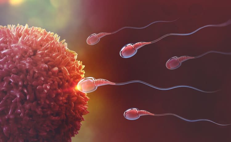 Oplodnenie vajíčka – ovulácia