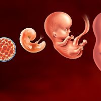 Koľko dní po styku žena otehotnie vývoj plodu