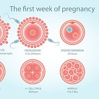1. týždeň tehotenstva