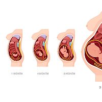 1. týždeň tehotenstva veľkosť bruška