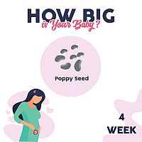 4. týždeň tehotenstva – veľkosť dieťaťa