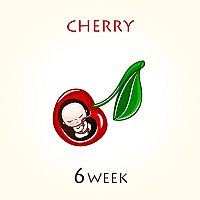 6. týždeň tehotenstva – veľkosť dieťaťa