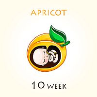10. týždeň tehotenstva – veľkosť dieťaťa