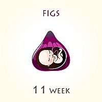 11. týždeň tehotenstva – veľkosť dieťaťa