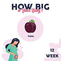 12. týždeň tehotenstva – veľkosť dieťaťa