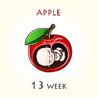 13. týždeň tehotenstva – veľkosť dieťaťa