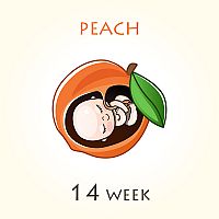14. týždeň tehotenstva – veľkosť dieťaťa