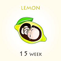 15. týždeň tehotenstva – veľkosť dieťaťa
