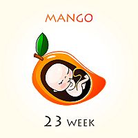 23. týždeň tehotenstva – veľkosť dieťaťa