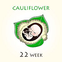 22. týždeň tehotenstva – veľkosť dieťaťa