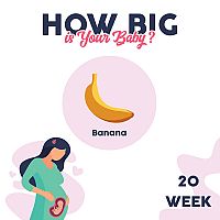 20. týždeň tehotenstva – veľkosť dieťaťa