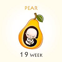 19. týždeň tehotenstva – veľkosť dieťaťa
