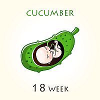 18. týždeň tehotenstva – veľkosť dieťaťa