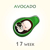 17. týždeň tehotenstva – veľkosť dieťaťa