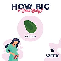16. týždeň tehotenstva – veľkosť dieťaťa