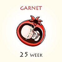 25. týždeň tehotenstva – veľkosť dieťaťa
