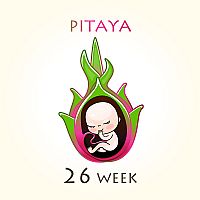 26. týždeň tehotenstva – veľkosť dieťaťa