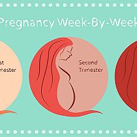 26. týždeň tehotenstva