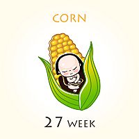 27. týždeň tehotenstva – veľkosť dieťaťa