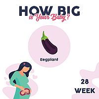 28. týždeň tehotenstva – veľkosť dieťaťa