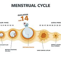 Kedy nastáva ovulácia?