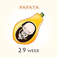 29. týždeň tehotenstva veľkosť plodu