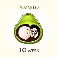 30. týždeň tehotenstva veľkosť plodu