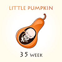 35. týždeň tehotenstva veľkosť bábätka