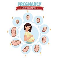 36. týždeň tehotenstva