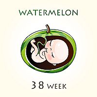 38. týždeň tehotenstva veľkosť plodu